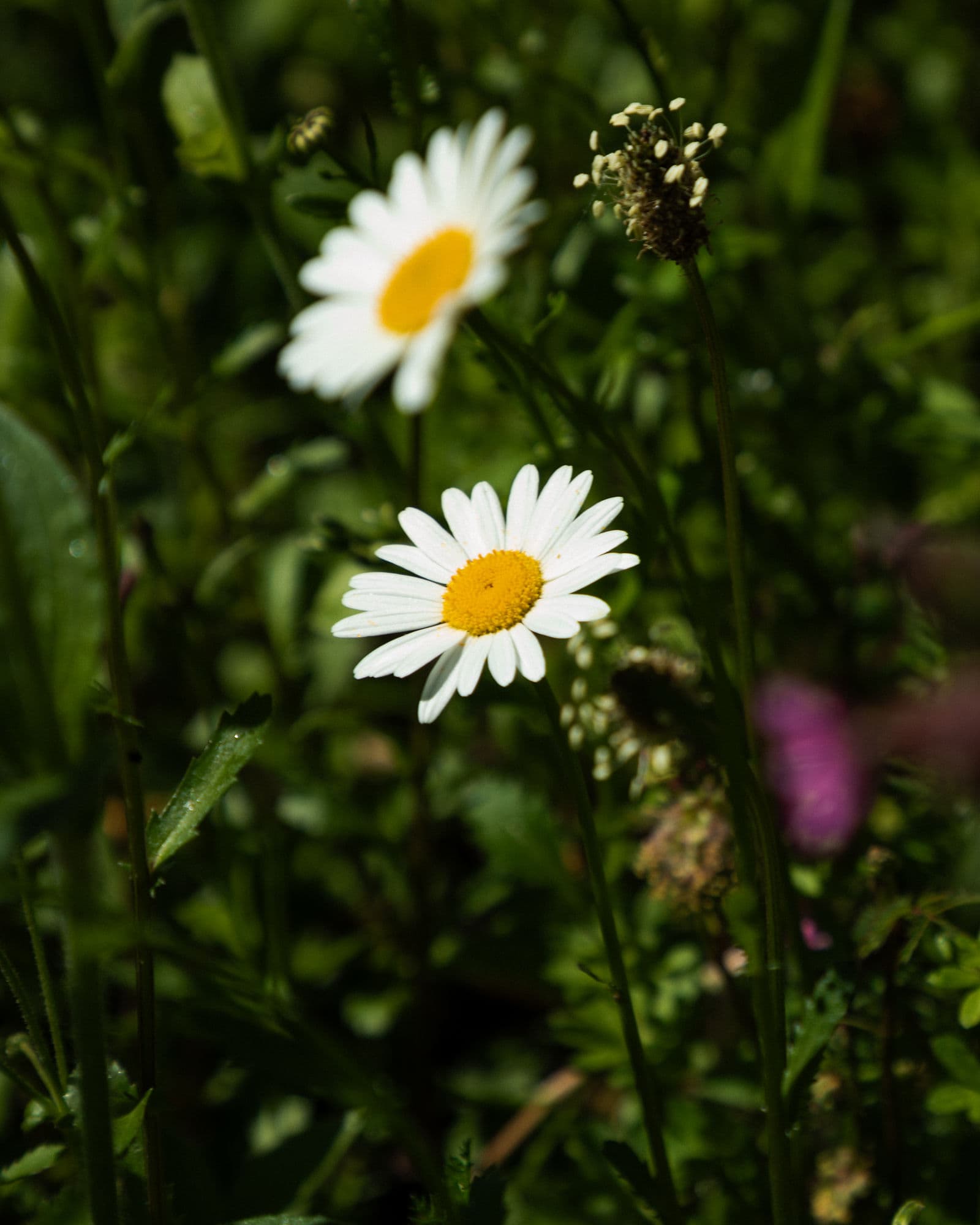 Urban Wildflowers